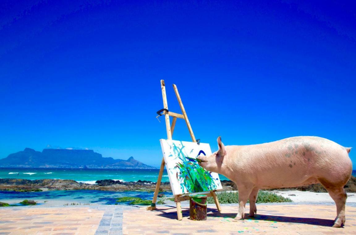 Inspiring Farm Sanctuary And Famous Painting Pig Ξενοδοχείο Franschhoek Εξωτερικό φωτογραφία